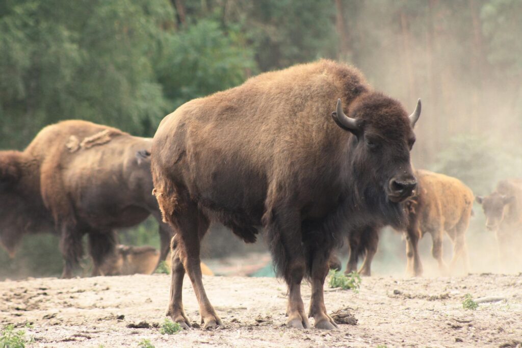 American Bison