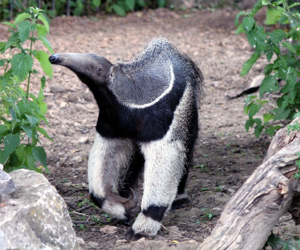Anteater